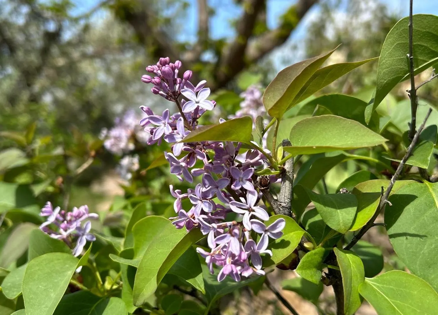 Villa Rustica En La Alpujarra - La Gualalla - Soportujar Carataunas